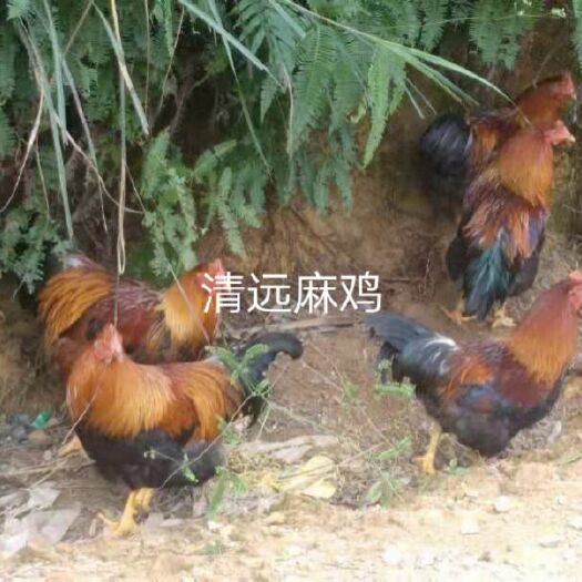 南宁 清远麻鸡苗