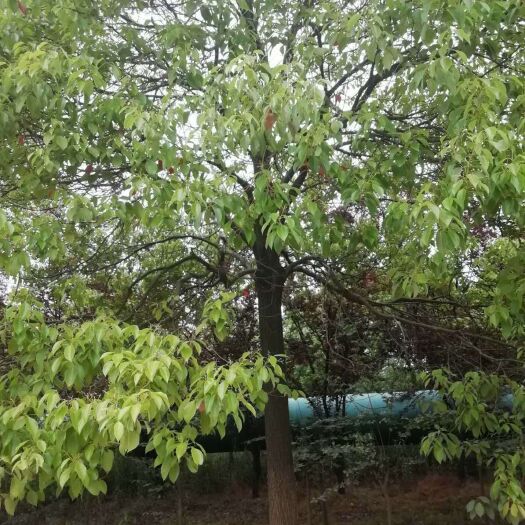 南京 香樟树