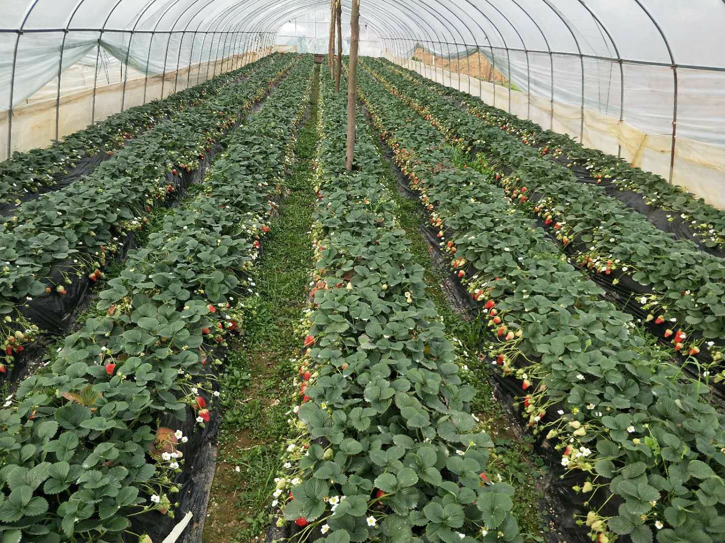 优质草莓苗供应，提供技术欢迎实地考察，合作共赢。