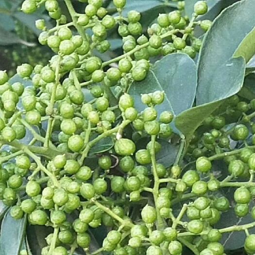 重庆市 九叶青  干花椒一级丫丫货