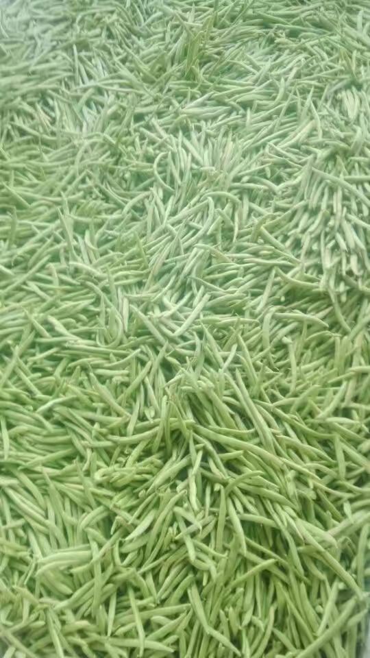 白花四季豆  高山四季豆，现货供应，货量充足，产地批发！欢迎