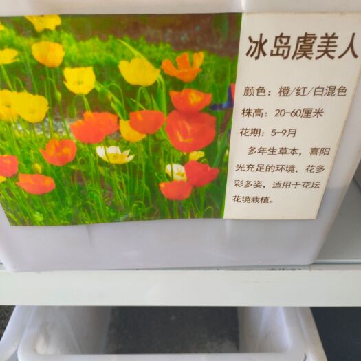常州冰岛虞美人种子