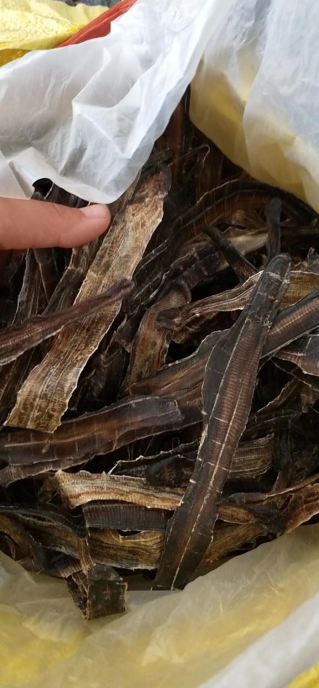  广地龙。个头大