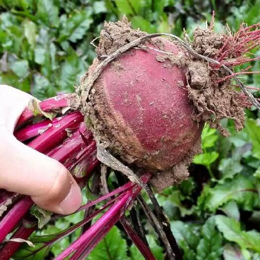 上海 甜菜根 紫菜头 品种