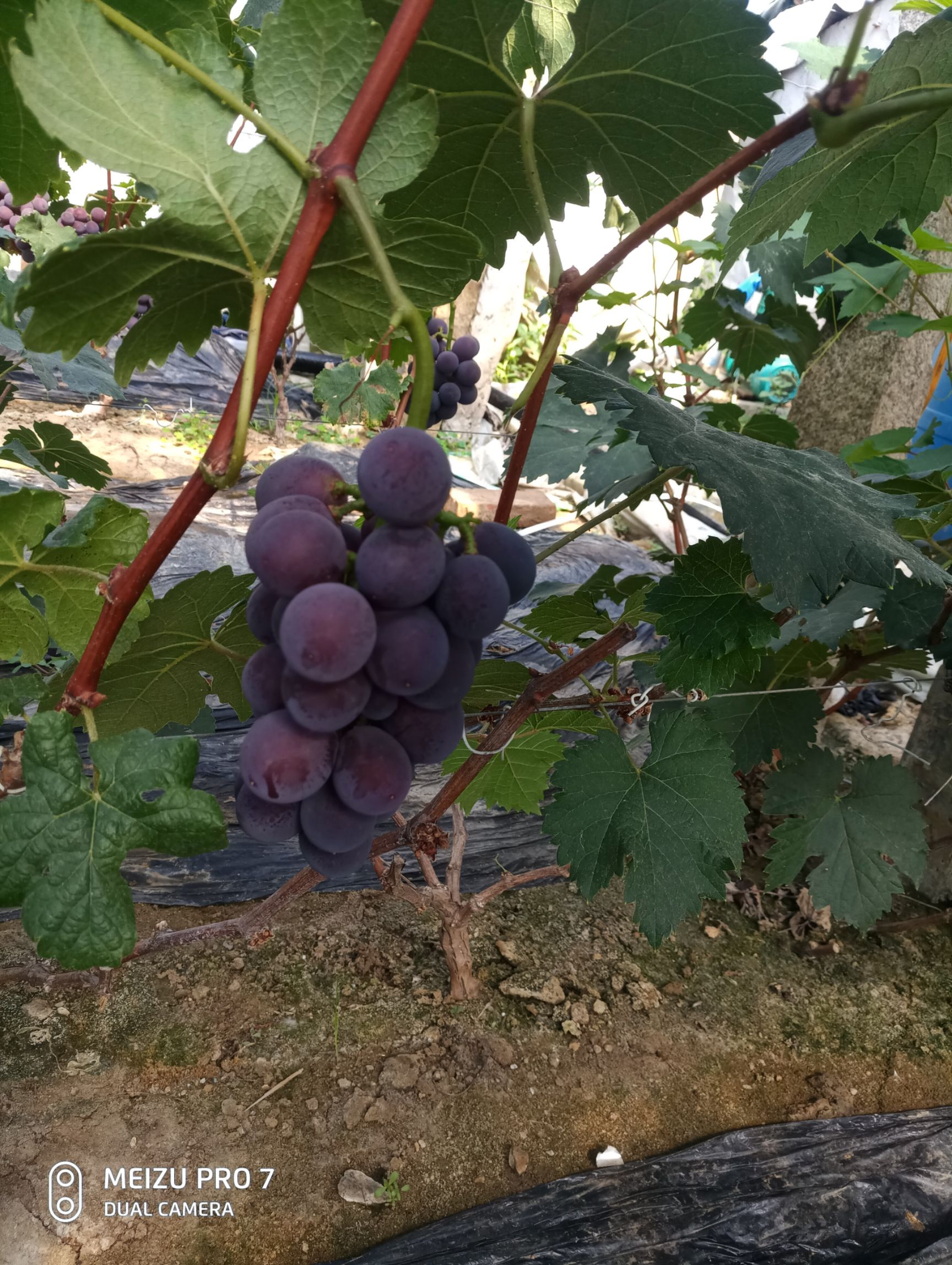 甜蜜蓝宝石葡萄 0.8-1斤 5%以下 1次果 甜蜜蓝宝石葡萄 0.8-1斤 5%以下 1次果