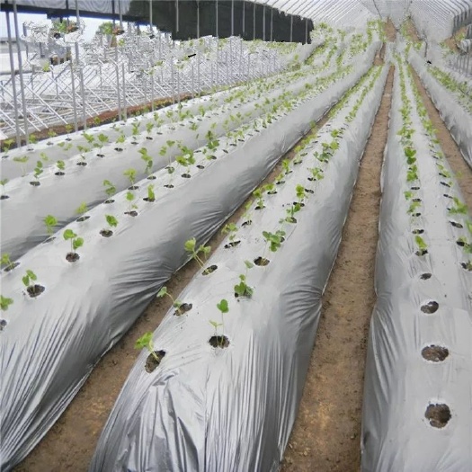 银灰地膜 银黑双色地膜 农用银灰反光地膜除草防虫保湿葡萄草莓专用黑地膜