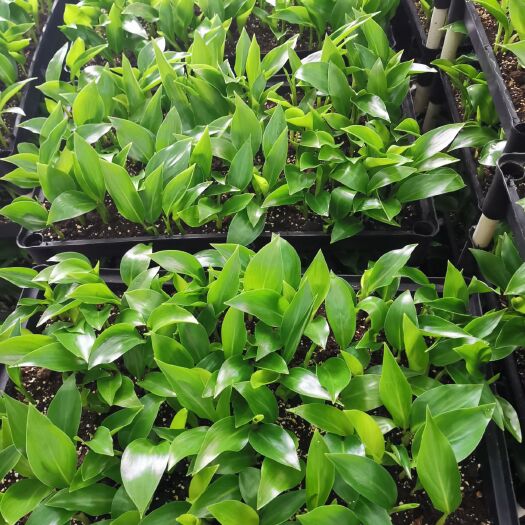 广州白花天堂鸟鹤望兰基地直销播种苗观叶植物绿色小盆栽绿化