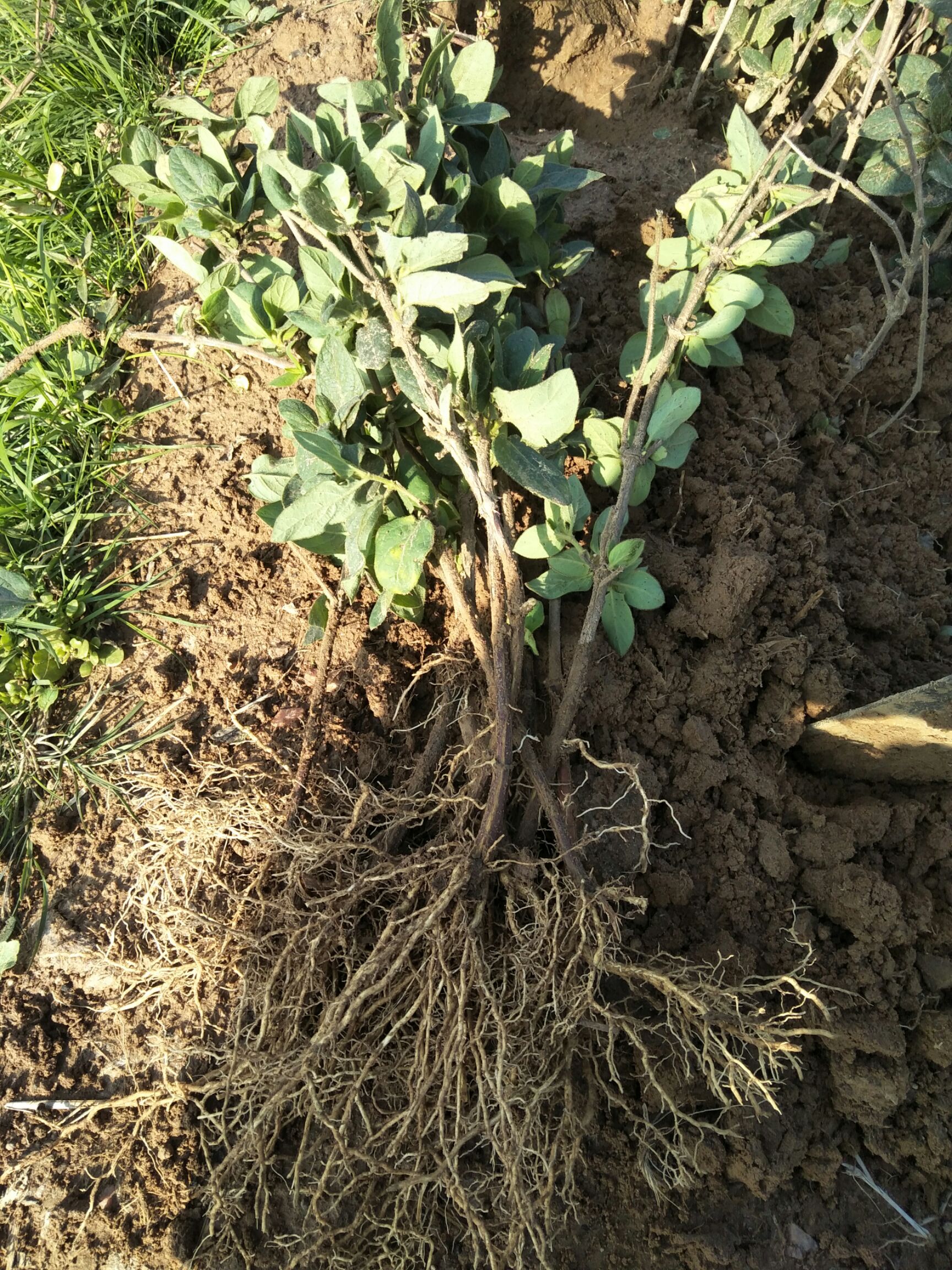 大毛花金银花苗  北花一号，四季树形金银花苗，基地直供品种纯正，质量好价格低