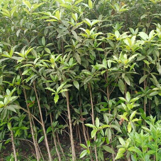 咸宁金桂   湖北咸宁桂花树苗
农户直销