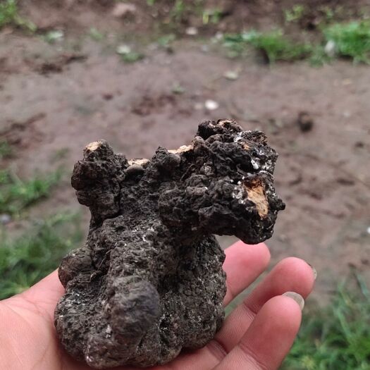 马边县 猪苓有需要的老板联系我，有大批货