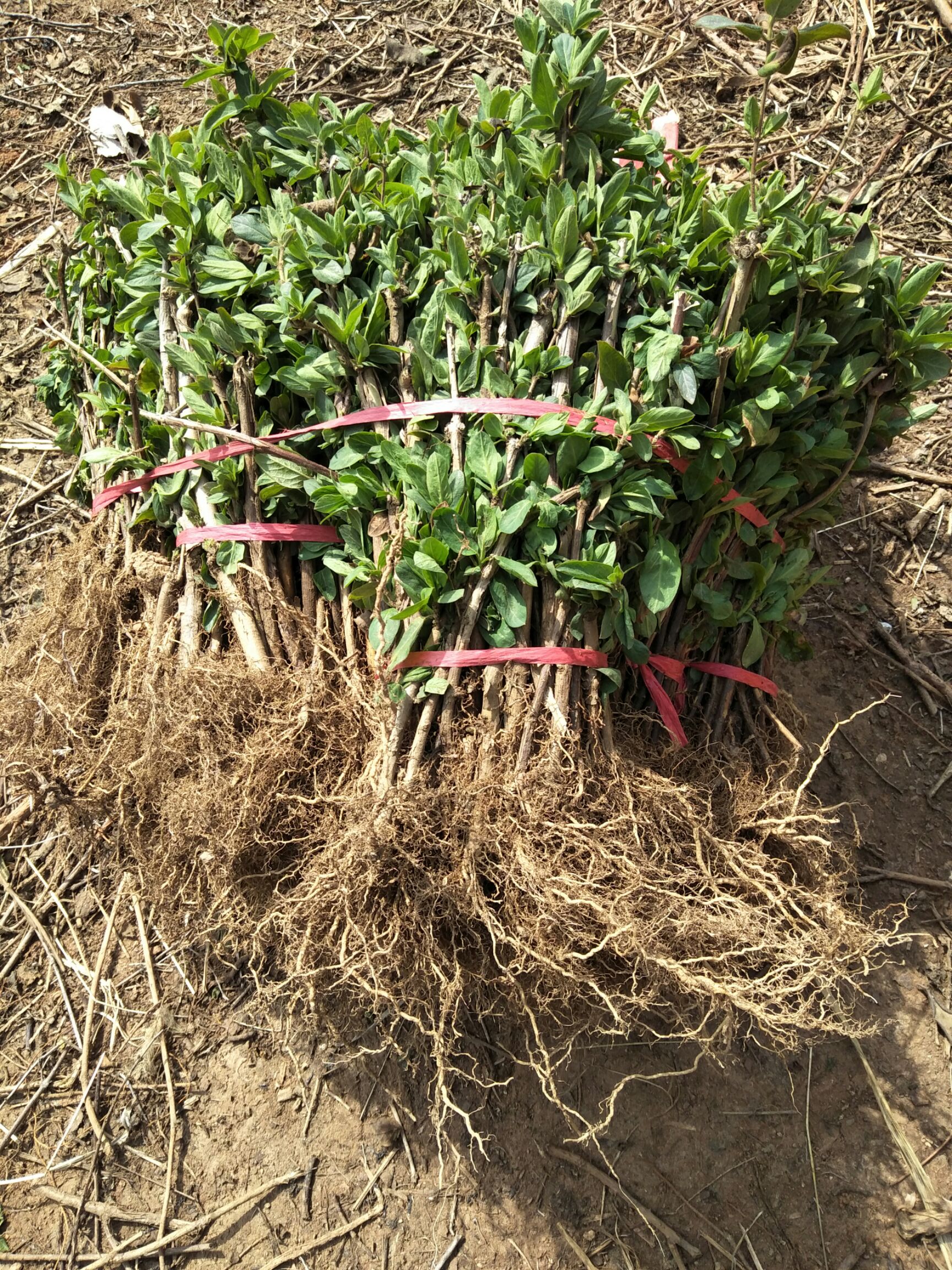 大毛花金银花苗  北花一号，四季树形金银花苗，基地直供品种纯正，质量好价格低