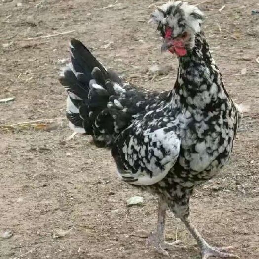 南宁 贵妃鸡苗