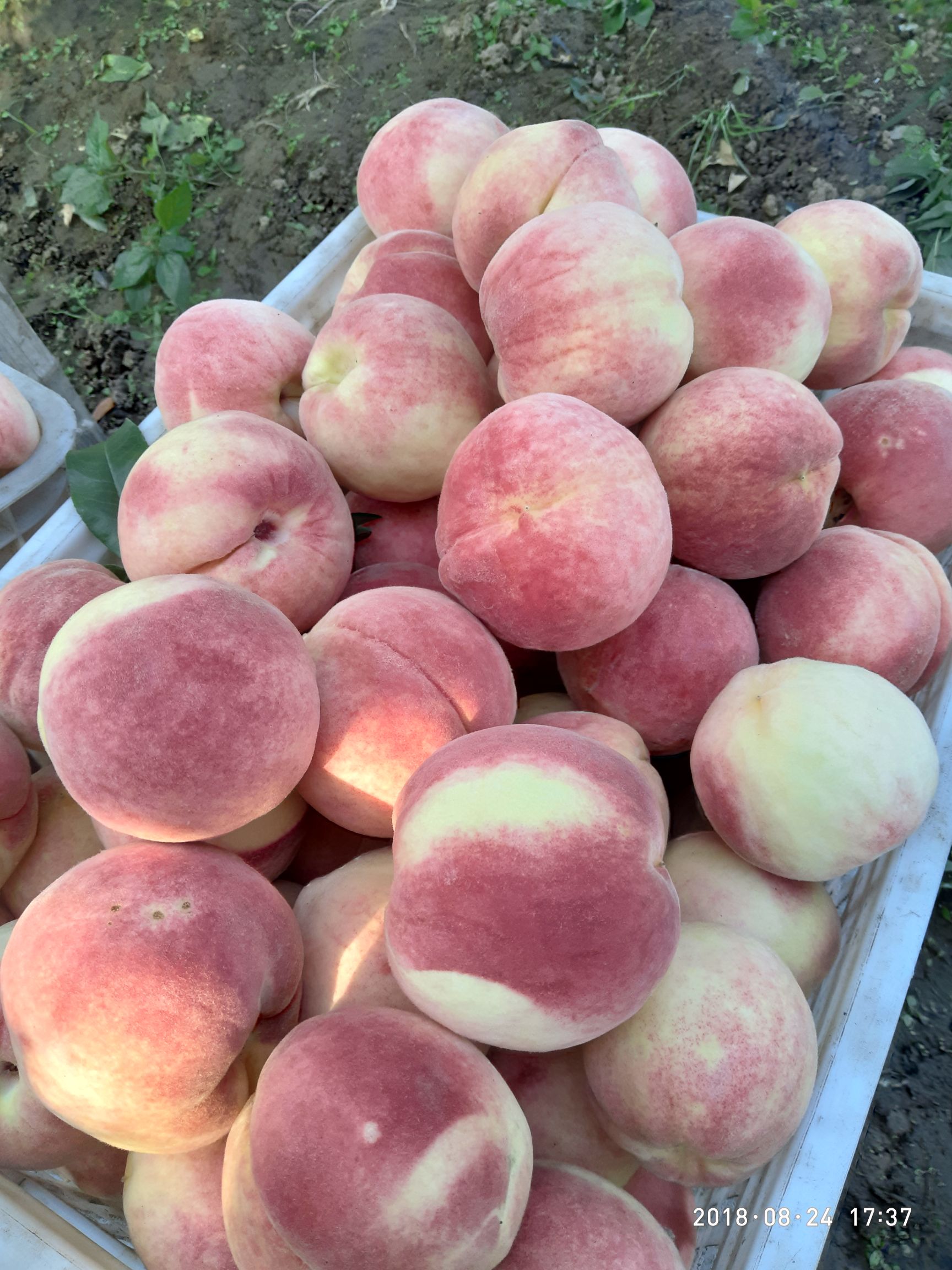 24号桃 正宗平谷大桃