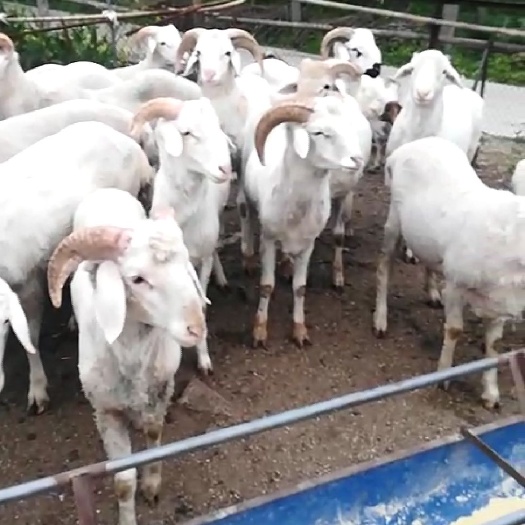 淮安羊肉类  市内送货上门