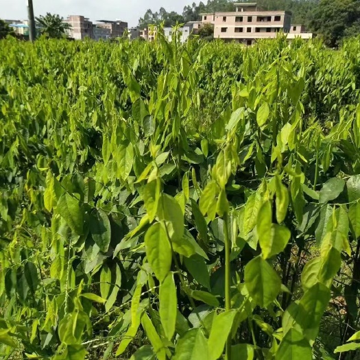 广州树仔菜  天然山泉水，无农药，全程农家肥种植，属半野生菜，素吃佳品。