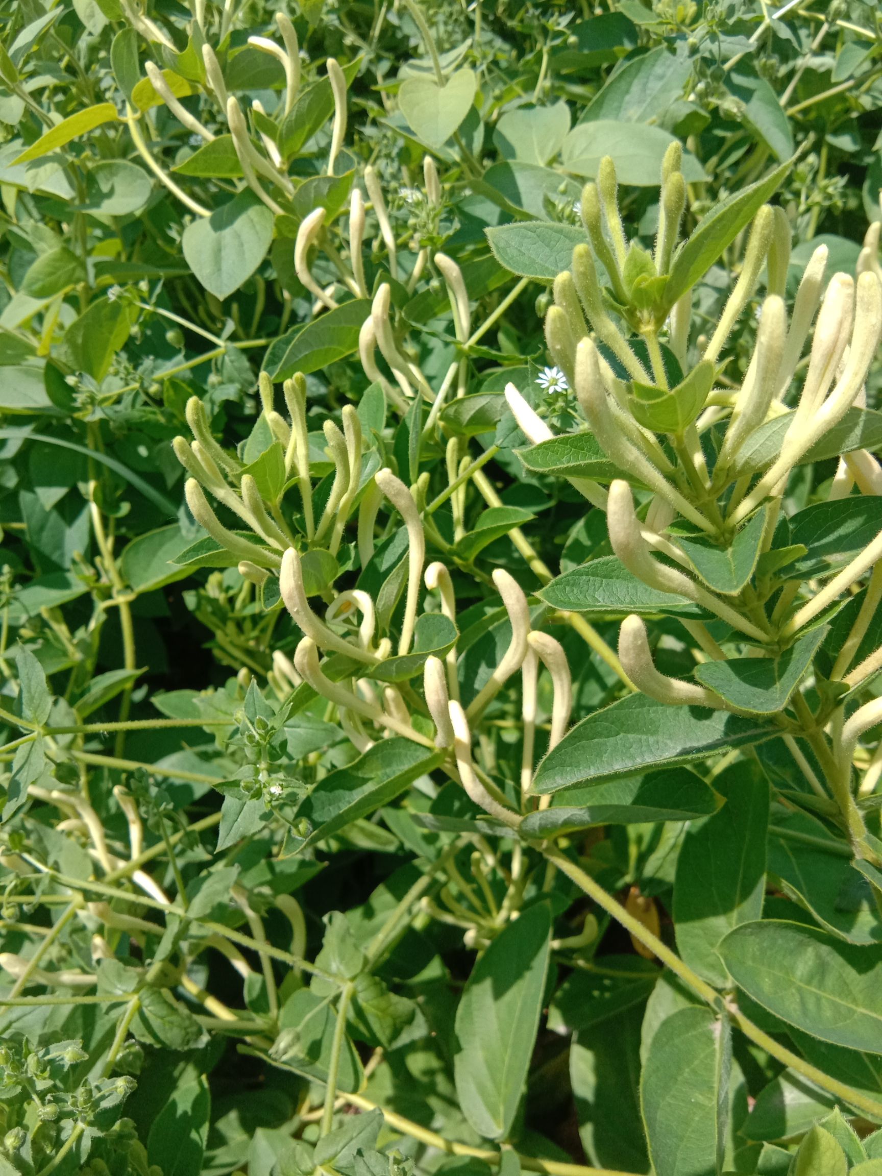 大毛花 北花一号