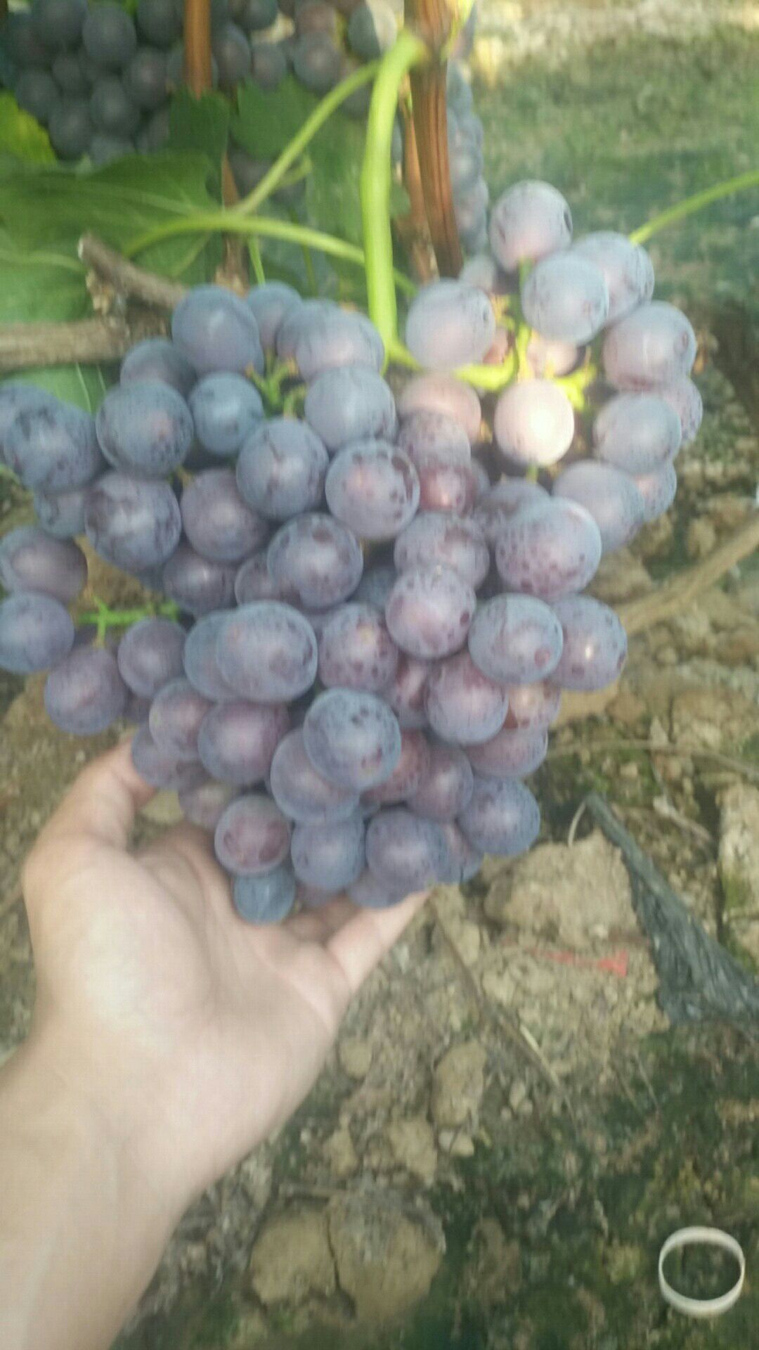 青无核葡萄 夏黑大量上市    需要老板抓紧联系