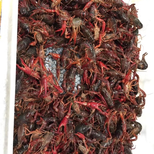 潜江市潜江小龙虾 硬4.8-7中红