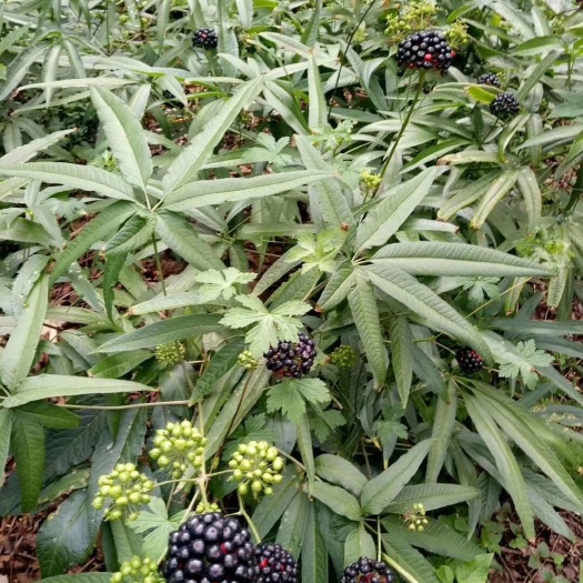 三七种苗  高产量竹节参，野三七