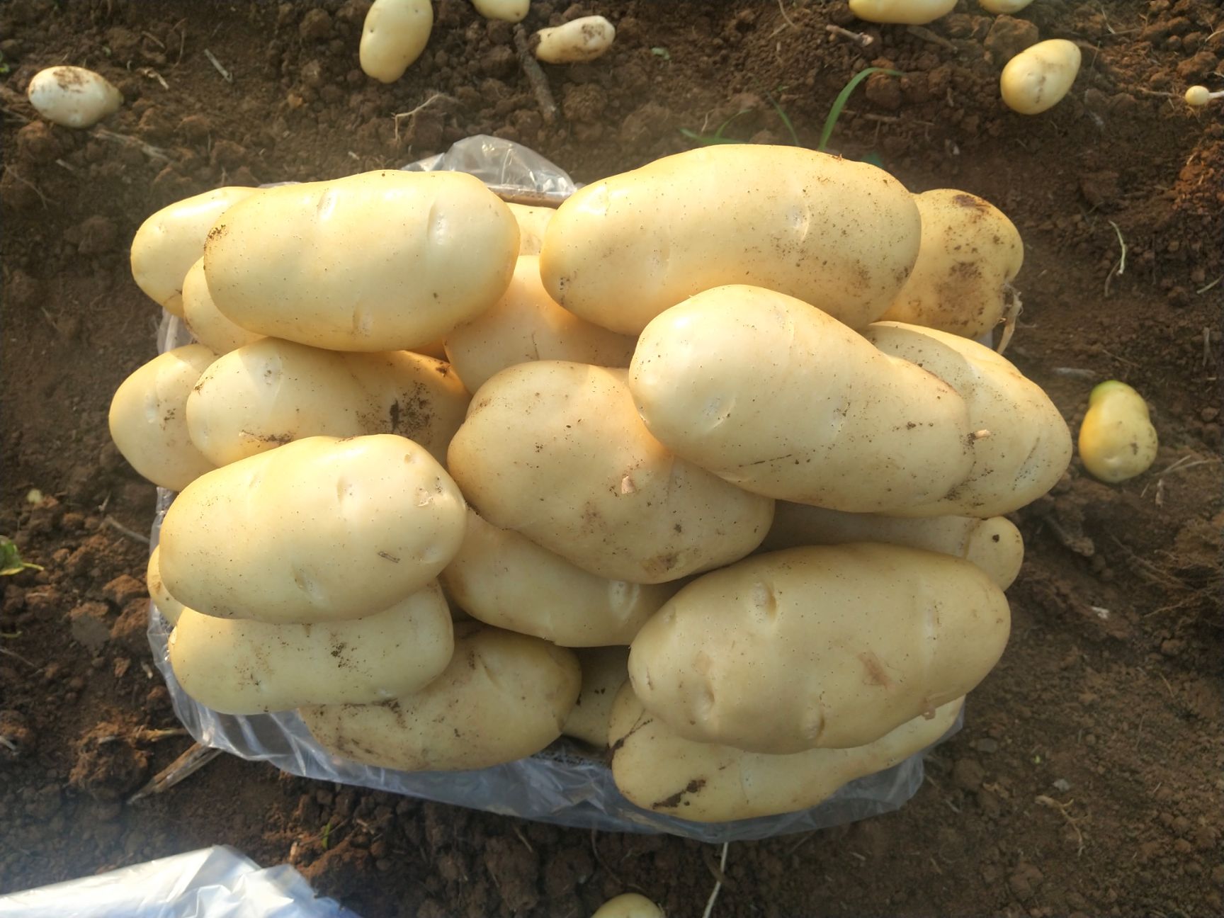 荷兰15  肥城冷库荷兰十五土豆大量供应