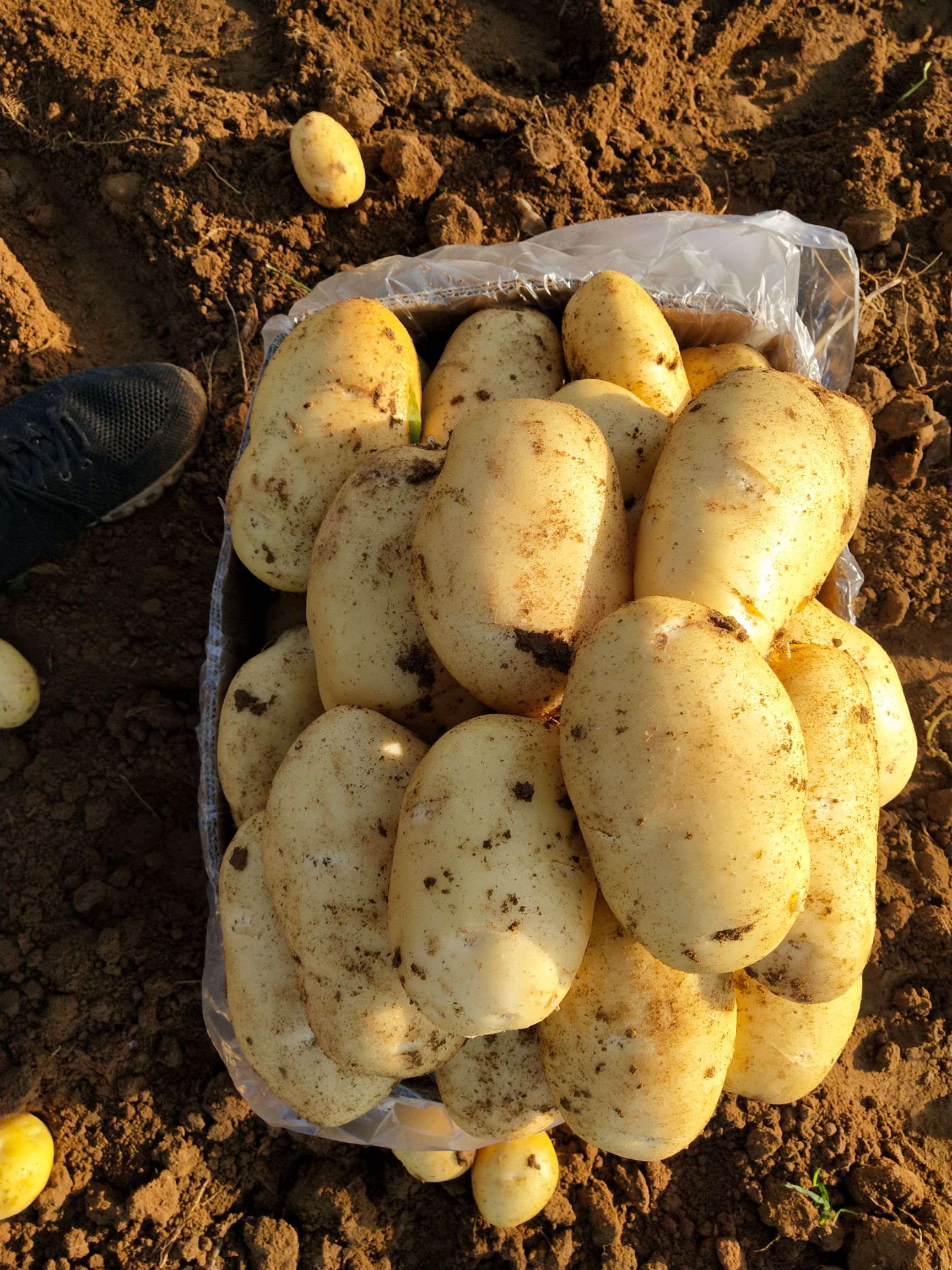 荷兰15  肥城冷库荷兰十五土豆大量供应