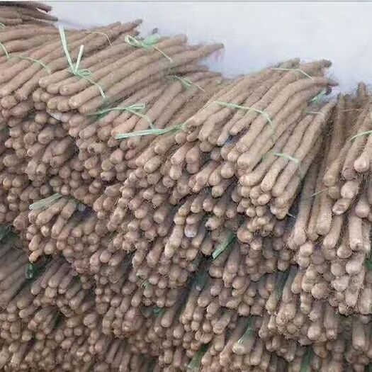 莘县白玉山药 40~50cm