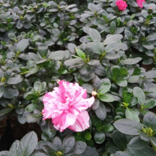 漳平市 西洋杜鹃花，产地批发