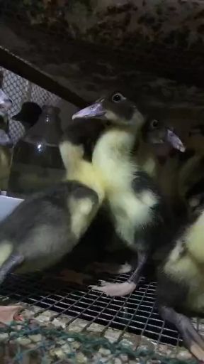 昆明大种白番鸭苗 脱温大种黑火鸭