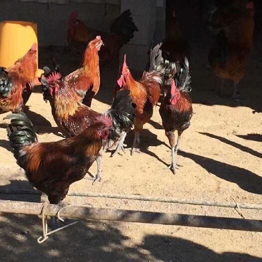 昆明 云南本地土鸡苗