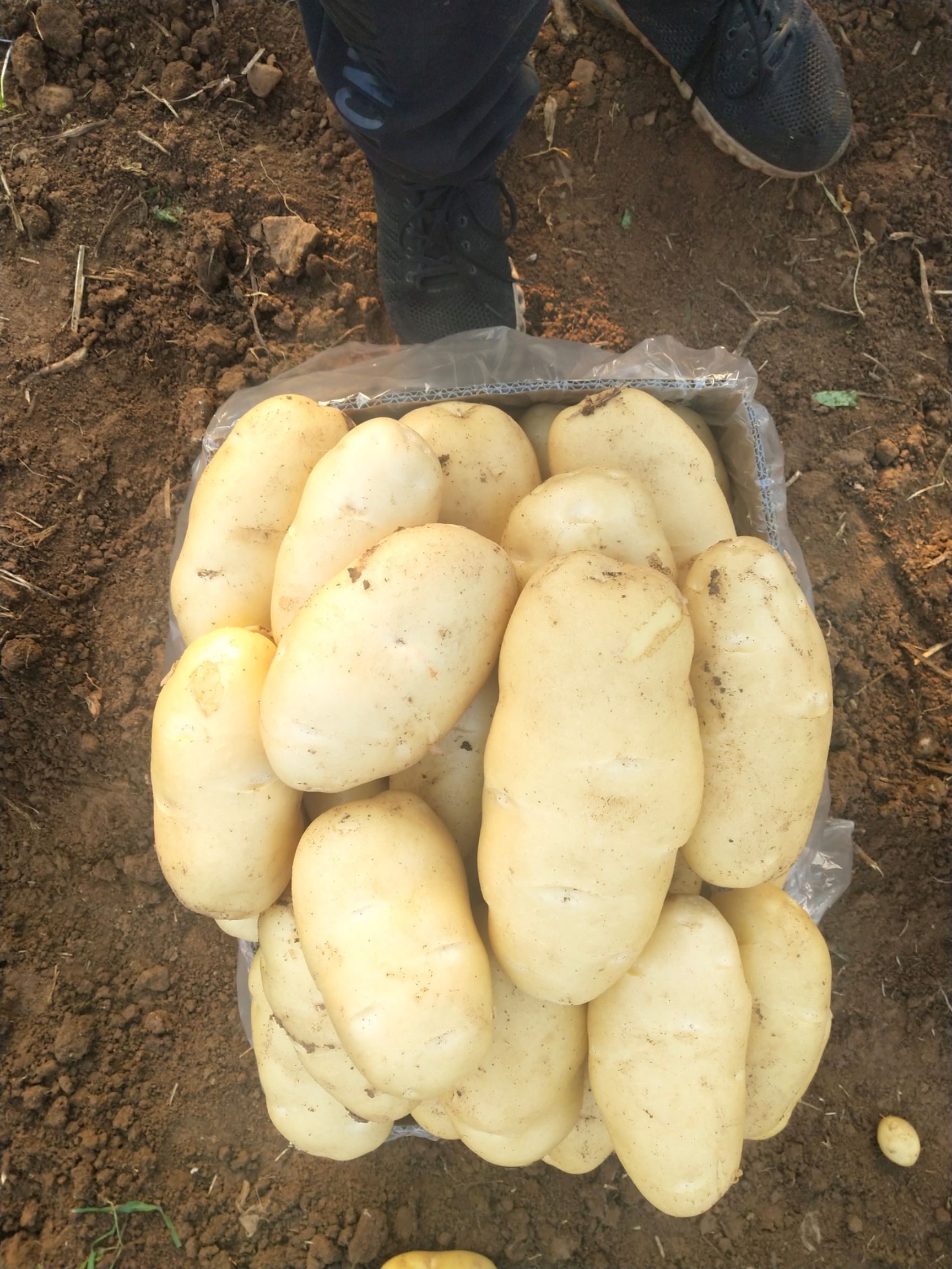 荷兰15  肥城冷库荷兰十五土豆大量供应