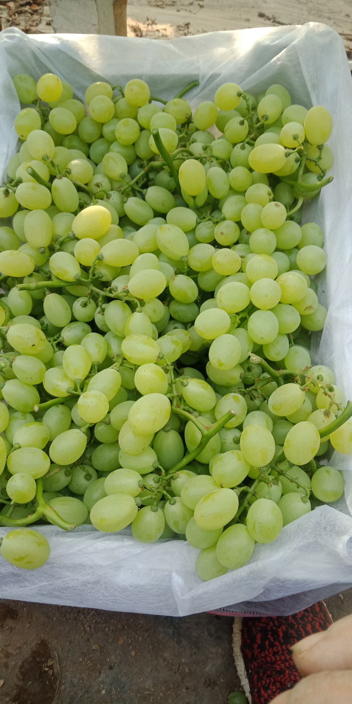 各种葡萄  葡萄大量上市，品种多质量好价格低，需要的联系！