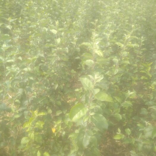 扶风县红富士苹果苗 1~1.5米 