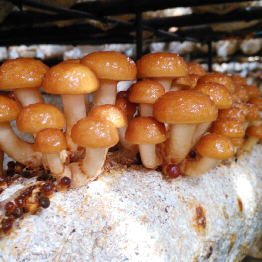 凤城市滑子菇  滑子蘑