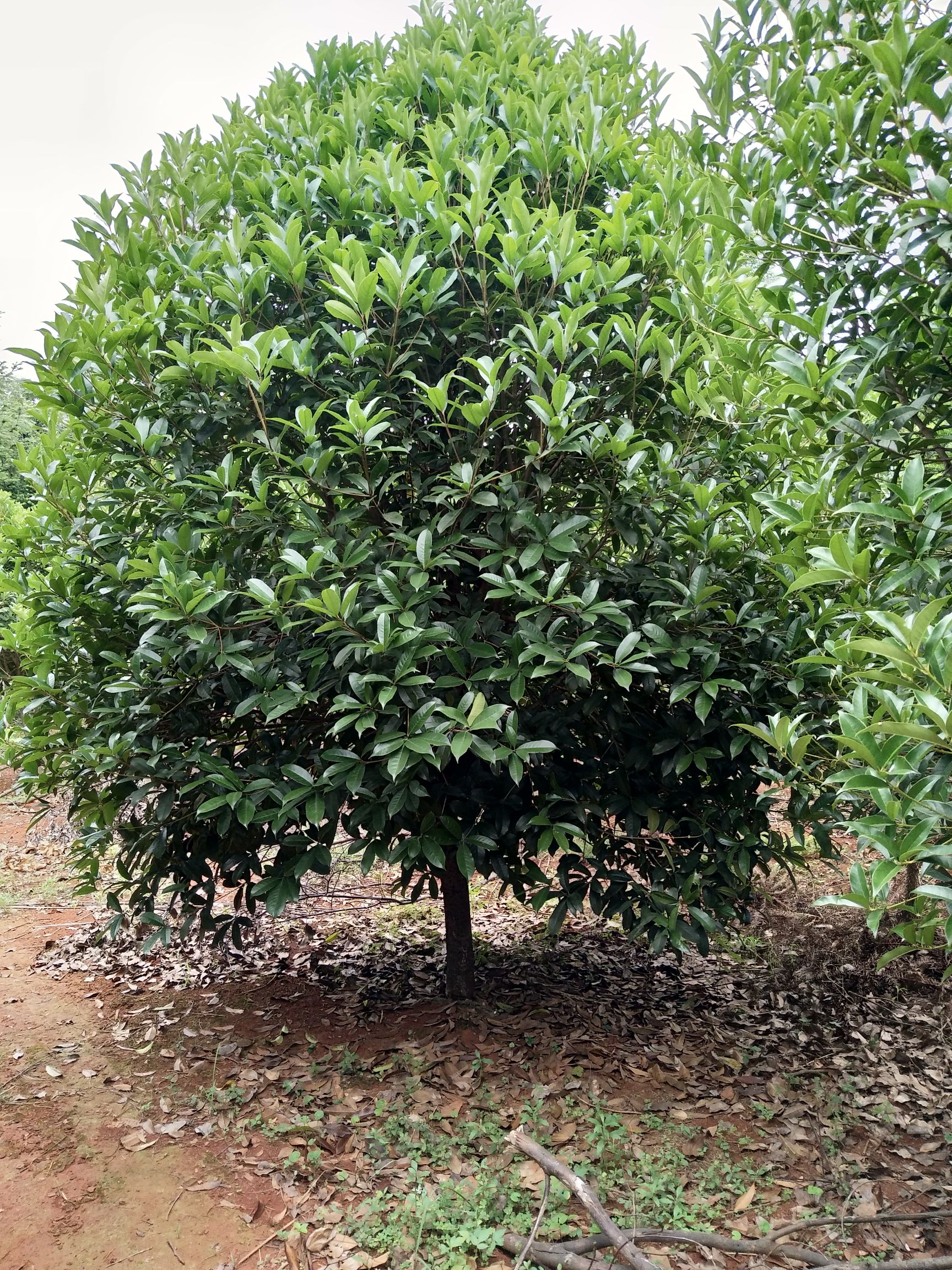 茶花苗  自家苗圃，主营老紫薇，茶花，碧叶红桃，海棠，腊梅等绿化树