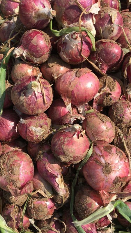 孟州市红皮洋葱 货源量充足，欢迎新老客户实地考察