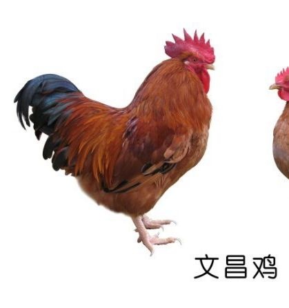 南宁文昌鸡苗，鸡苗，包打疫苗  包运输成活  诚信企业。质量保