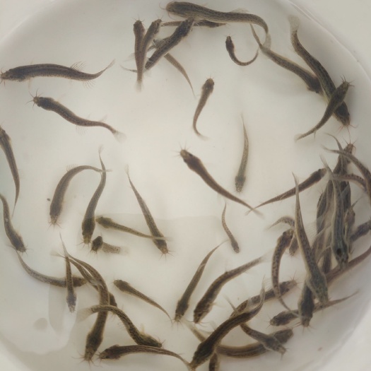 鱼台县 泥鳅苗，泥鳅苗，水花苗