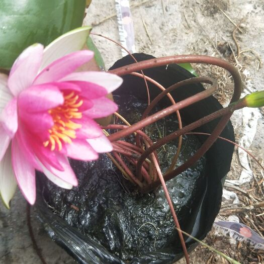 安新县 盆栽睡莲，荷花