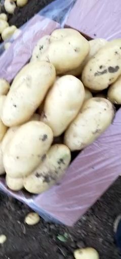 荷兰15  肥城冷库荷兰十五土豆大量供应