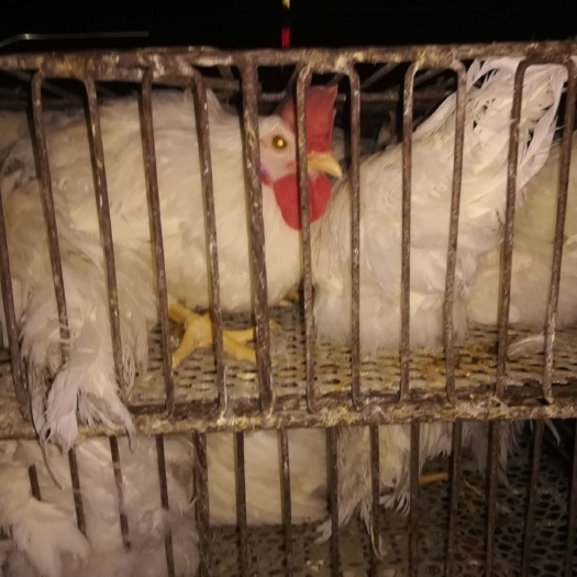 石家庄 公鸡处理了
