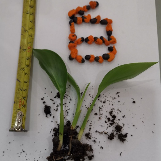 广州 鹤望兰白花天堂鸟观叶植物基地批发直销小盆栽绿化类播种苗