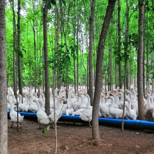 莱西市 专业肉鹅养殖