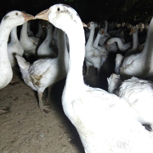 安阳县肉鹅 8-10斤 统货 全散养 