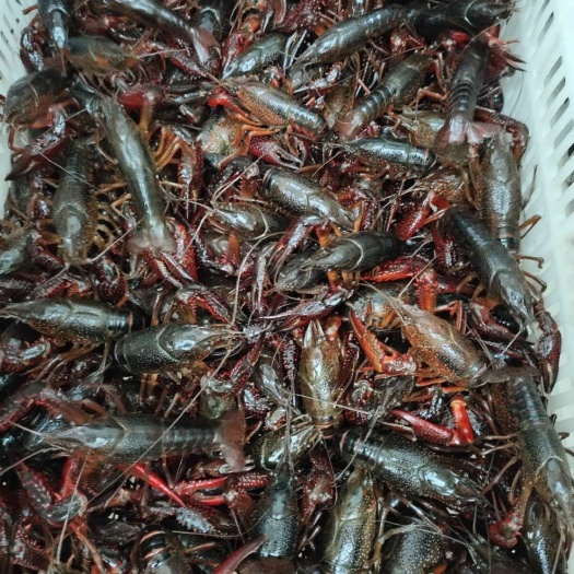 监利市监利小龙虾 主产区，个头大，肉质多，虾尾干净