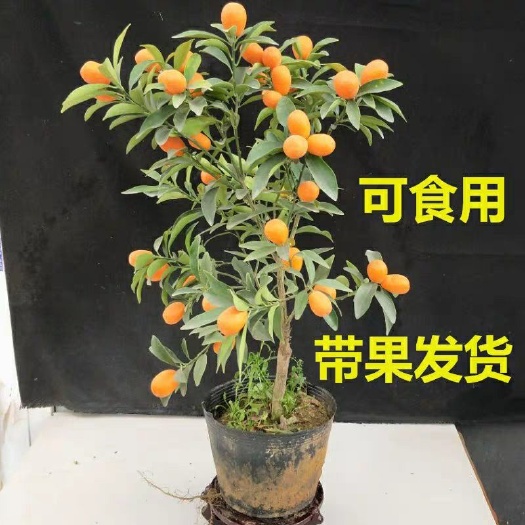 平邑县脆皮金桔苗  盆栽脆皮金桔树苗