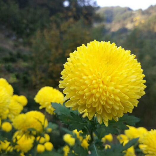歙县 婺源皇菊金丝皇菊精品扦插菊花苗基地直供品种纯正保质保量