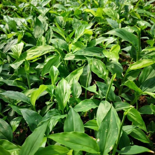 元阳县 草果苗大量出售