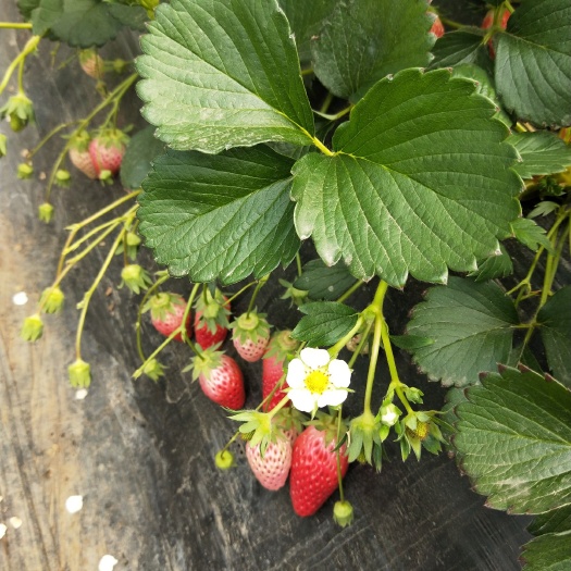 泰安红颜草莓苗基地甜宝草莓苗白草莓苗甜查理草莓苗价格