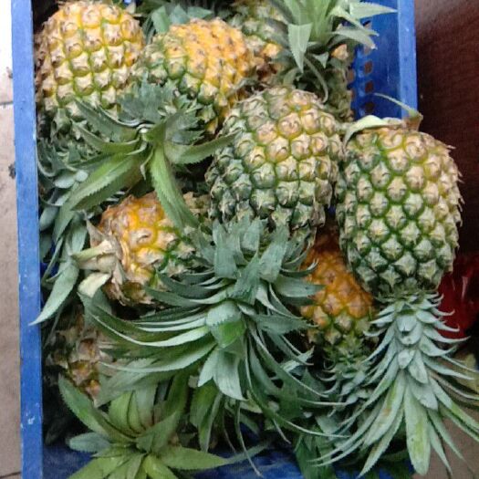 桂阳县 海南菠萝