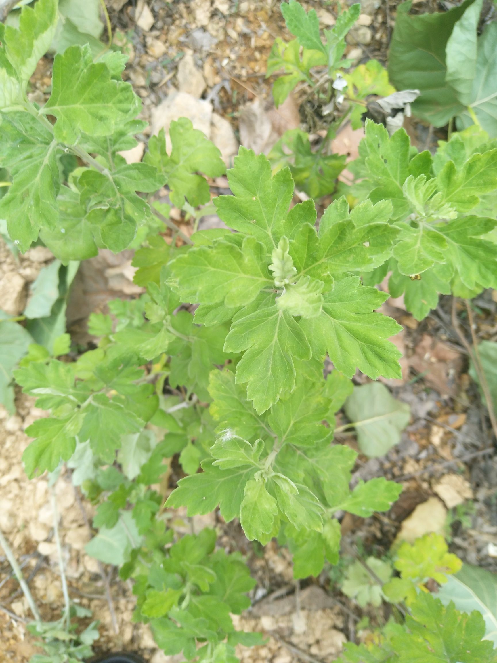 蕲艾  大叶艾叶[干货]艾草